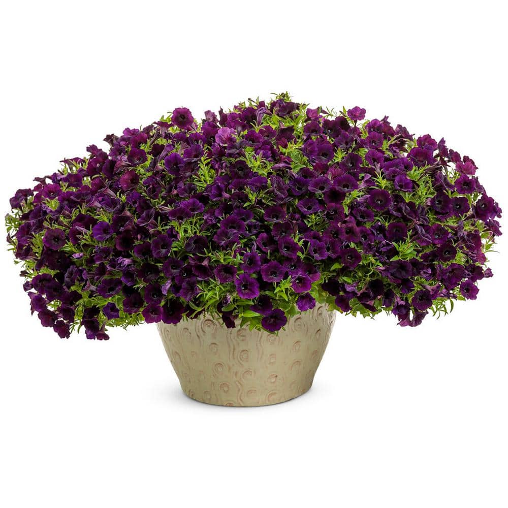 4.25 in. Eco Plus Grande, Supertunia Mini Vista Midnight Live Annual Plant, Purple Flowers (4-Pack) - Hercitys