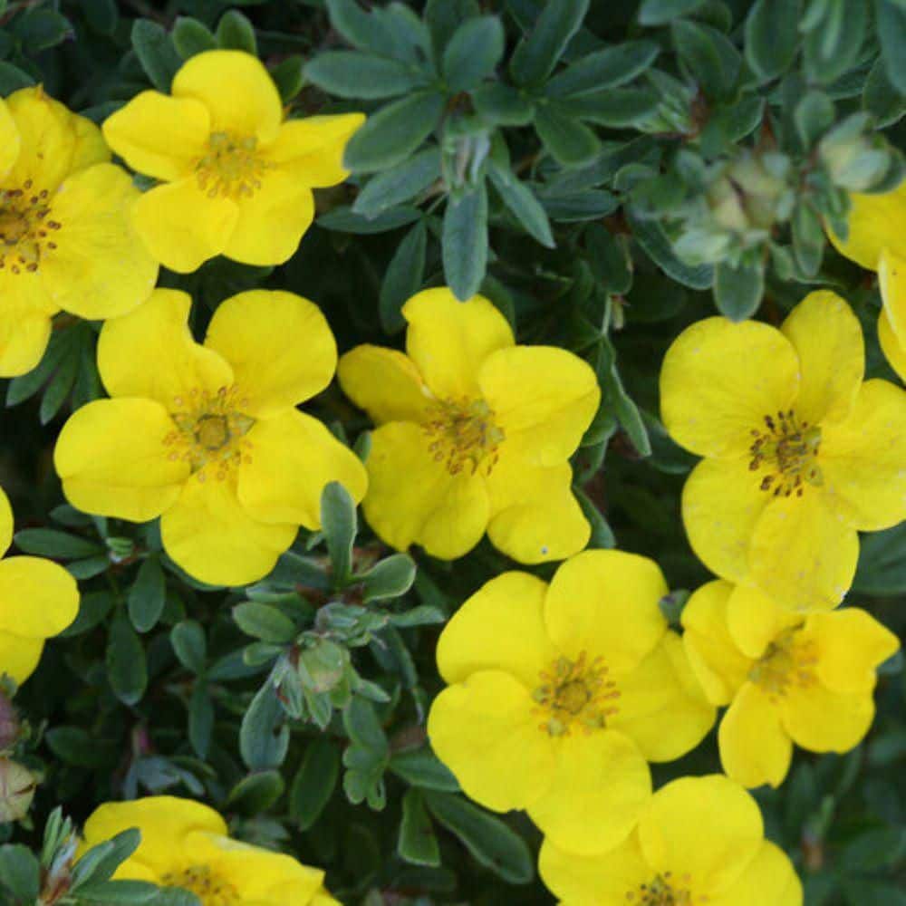 2.0 Gal. Potentilla Happy Face Yellow (Potentilla f. ‘Happy Face Yellow’) Shrub with Bright Yellow Flowers 1-Each - Hercitys