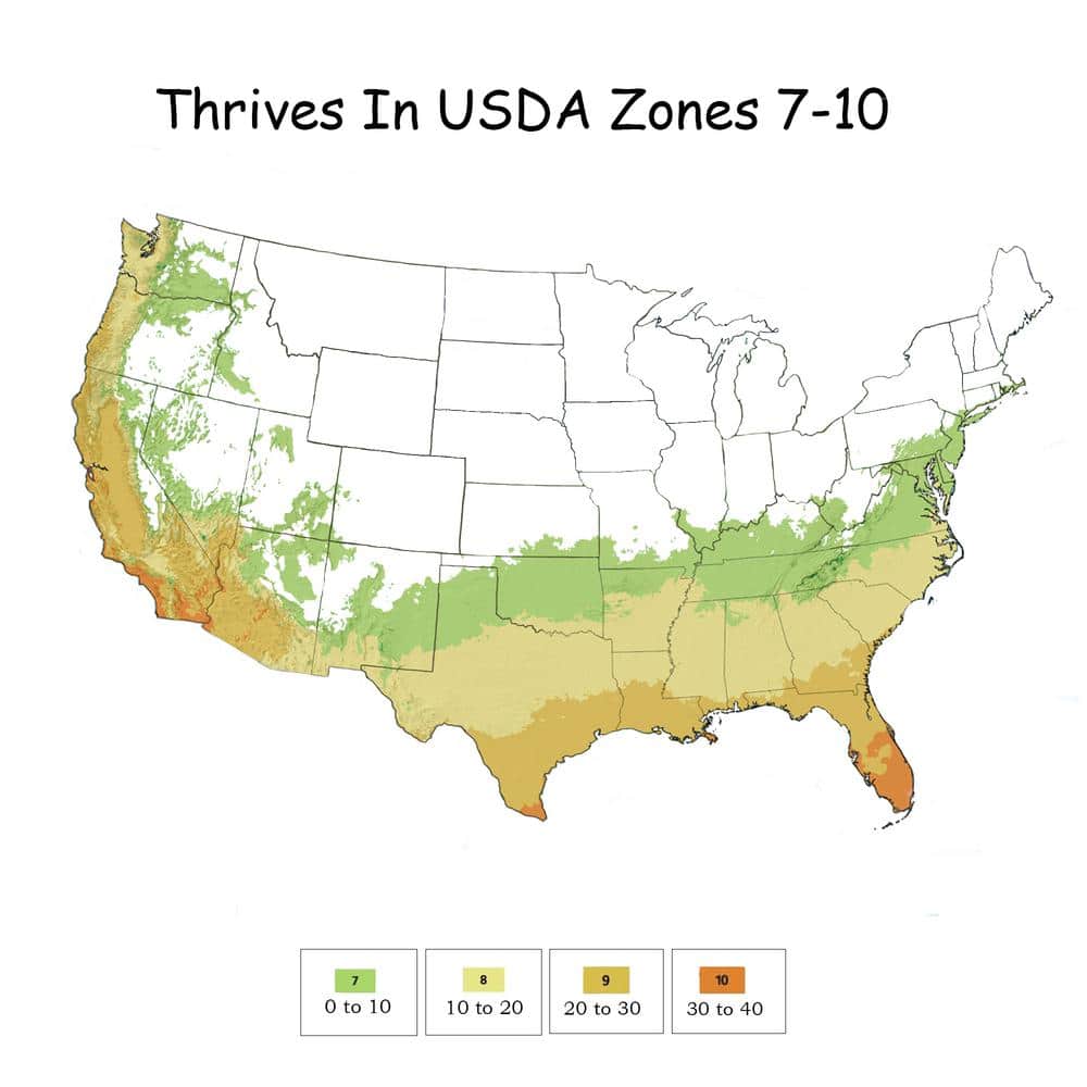 2.25 Gal. Osmanthus Tea Olive Shrub with White Fragrant Flowers - Hercitys