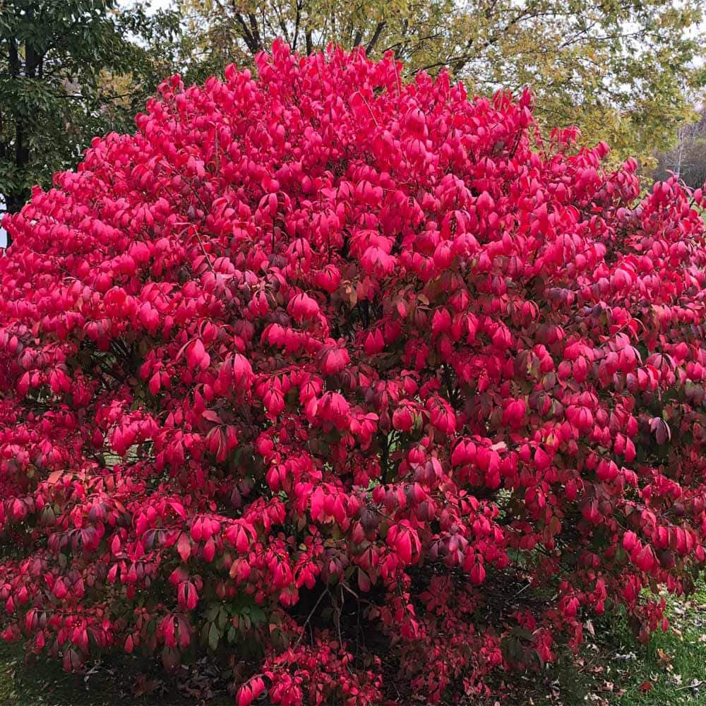 2 Gal. Burning Bush Shrub - Hercitys