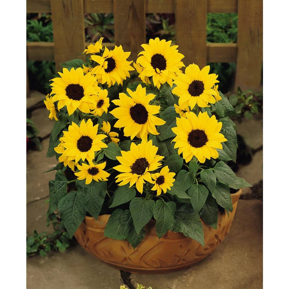 2.5 qt. Sunflower SunBuzz Annual Plant with Yellow Flowers – (2-Pack) - Hercitys
