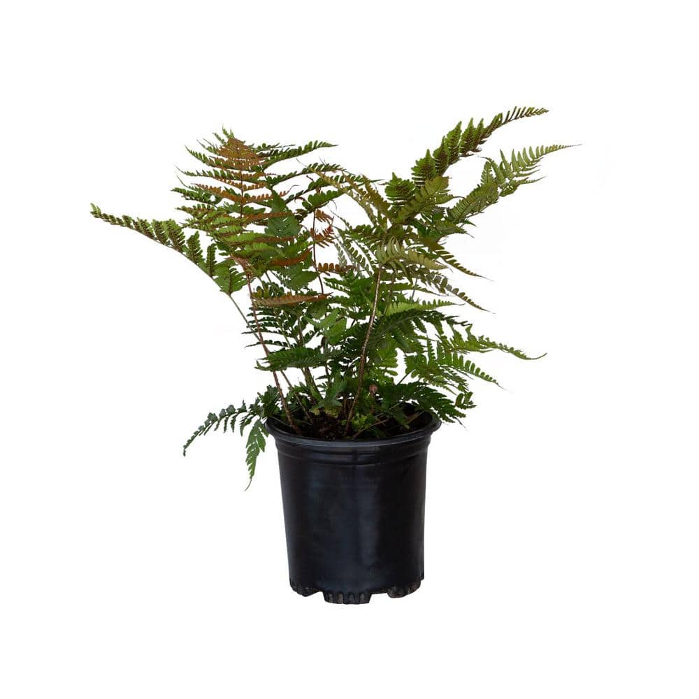 2.5 Qt. Autumn Fern, Live Evergreen Plant, Copper and Green Foliage - Hercitys