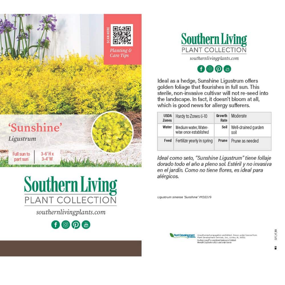 2.5 Qt. Sunshine Ligustrum, Evergreen Shrub, Bright Golden-Yellow Foliage - Hercitys