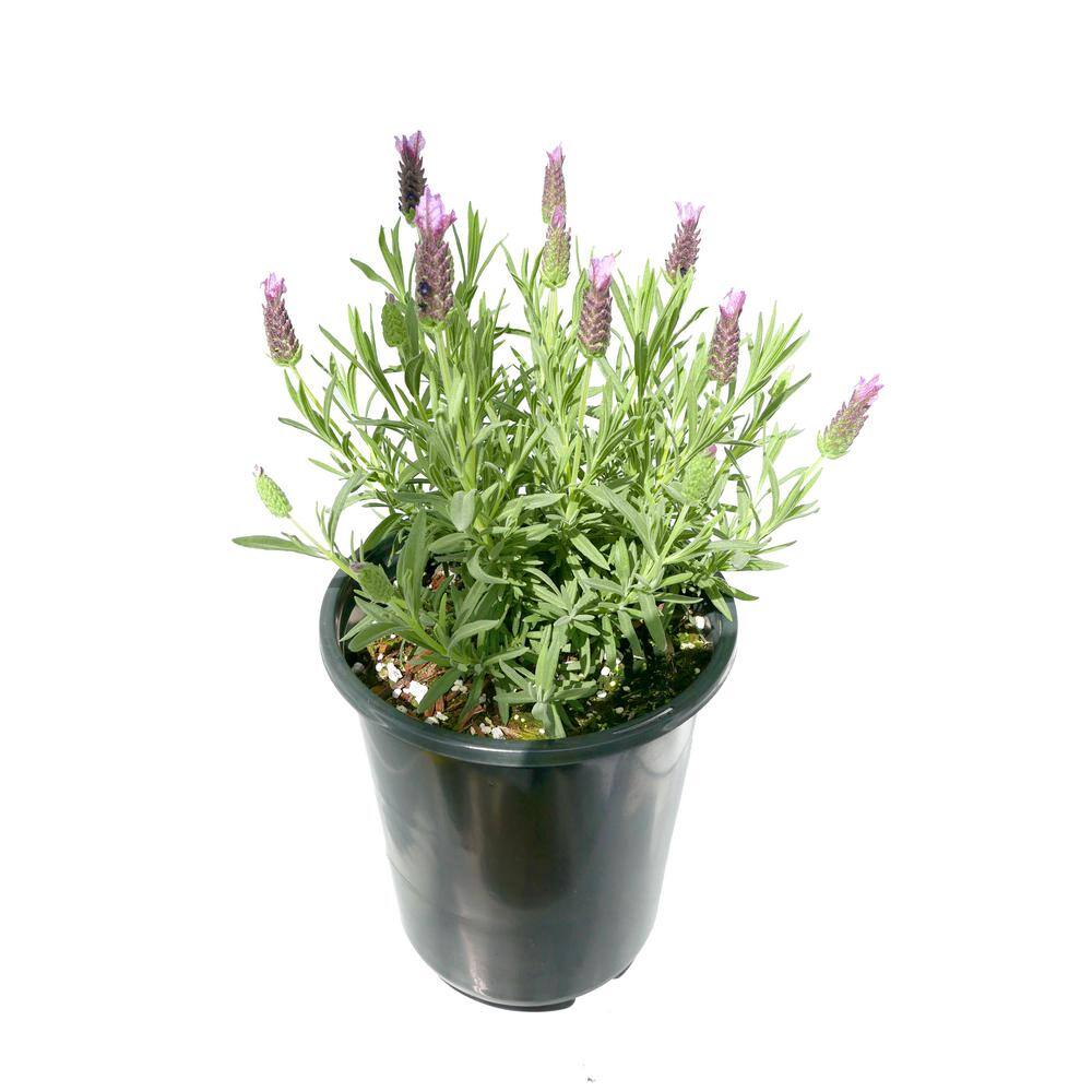 2.5 qt. Perennial Lavender stoechas Spanish Purple (4-Pack) - Hercitys