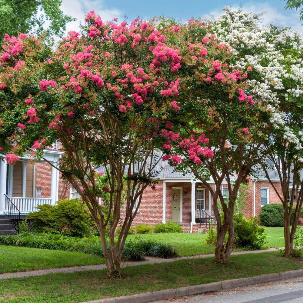 3 gal. Crape Myrtle Miami Shrub with Pink Flowers - Hercitys