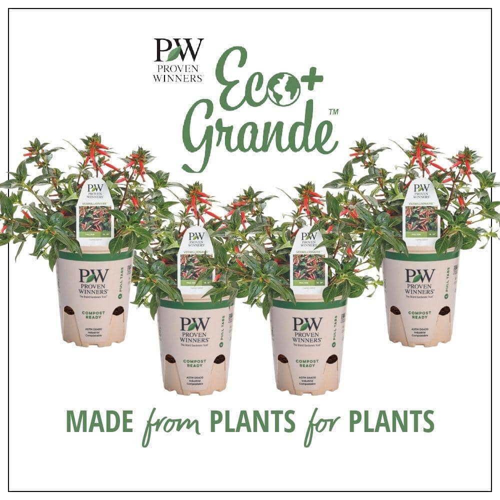 4.25 in. Eco+Grande Vermillionaire Large Firecracker Plant (Cuphea) Live Plant, Orange Flowers (4-Pack) - Hercitys