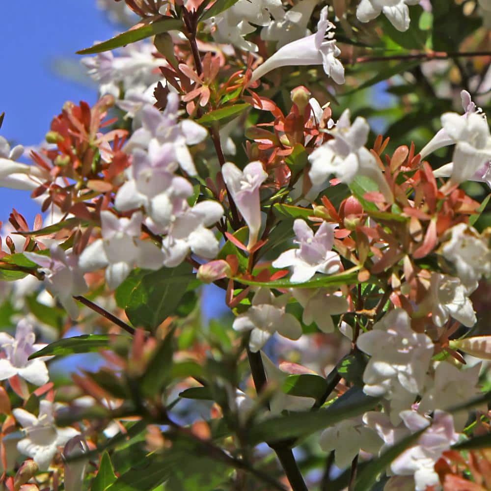 2.25 Gal. Abelia Rose Creek Flowering Shrub with White Blooms - Hercitys