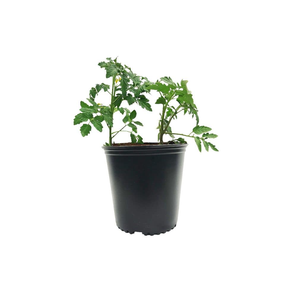 2 Gal. Black Plastic Nursery Pots (24-Pack) - Hercitys