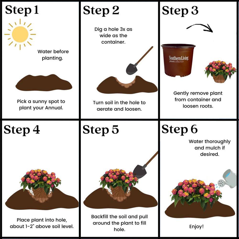 2.6 Qt. Hot Pink Little Lucky Lantana Plant with Pink and Yellow Blooms - Hercitys