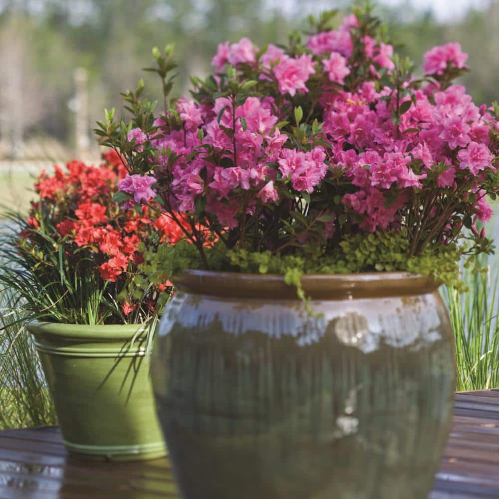 3 Gal. Autumn Carnation Reblooming Azalea Shrub with Pink Flowers - Hercitys