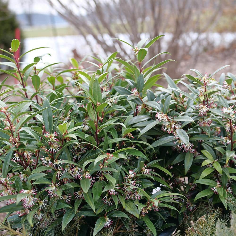 2 Gal. Sweet and Low Sweet Box Shrub - Hercitys