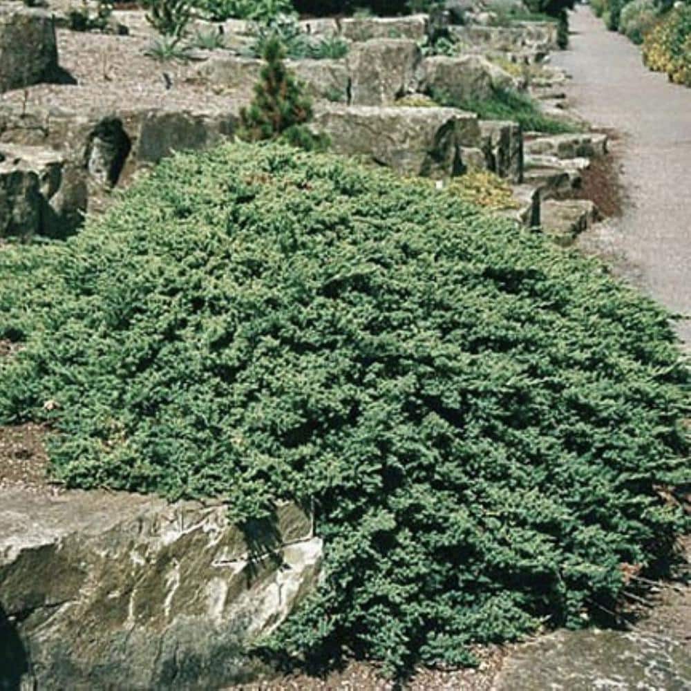 1.5 gal. Juniper Procumbens ‘Nana’ (Juniperus procumbens ‘Nana’) Evergreen Shrub Groundcover 1-Each - Hercitys