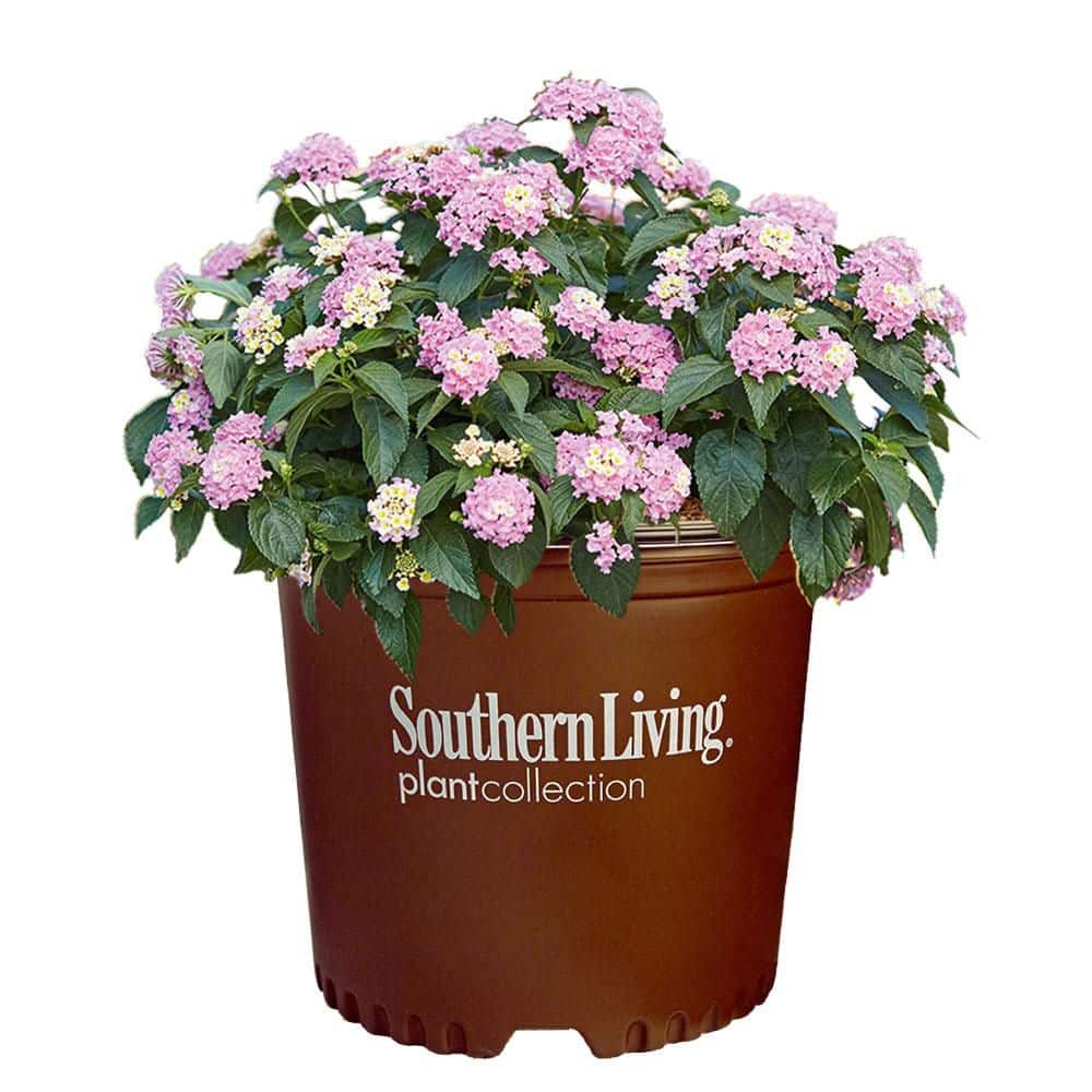 2.6 qt. Lavender Little Lucky Lantana Plant with Lavender, White and Yellow Blooms - Hercitys