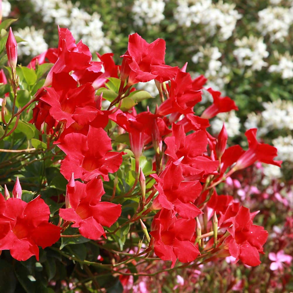 4 in. Mandevilla Plant with Red Flowers (12-Pack) - Hercitys