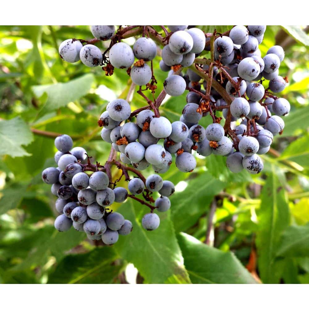 1 gal. Blue Elderberry Native Shrub with Edible Berries and Strong Resilience - Hercitys
