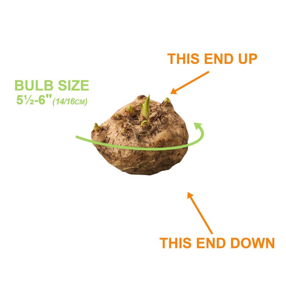 14 cm/16 cm, Black Escape Calla Lily Flower Bulbs (Bag of 5) - Hercitys