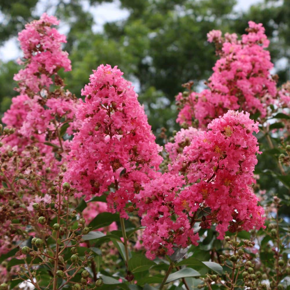 3 gal. Crape Myrtle Miami Shrub with Pink Flowers - Hercitys