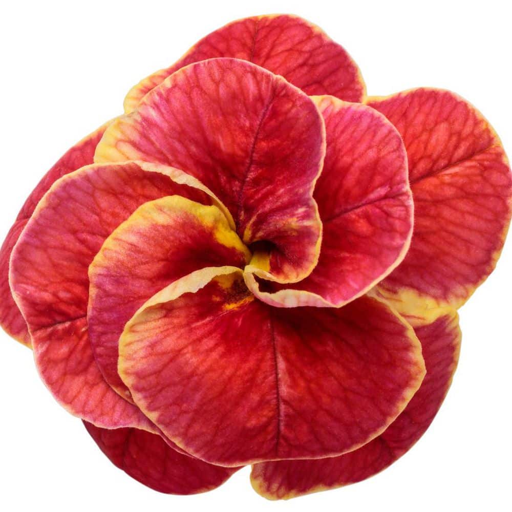 4.25 in. Eco+ Grande Superbells Double Redstone (Calibrachoa hybrid) Live Annual Plant with Red Flowers 4-Pack - Hercitys