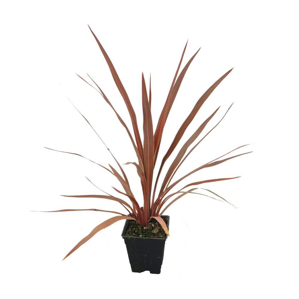 1.0 Qt. Annual Grass Cordyline Australis Red Star (4-Pack) - Hercitys
