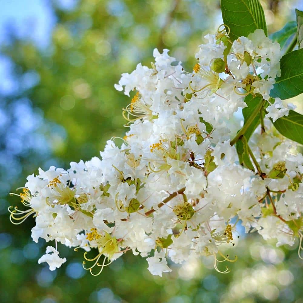 3 Gal. Natchez White Crape Myrtle - Hercitys