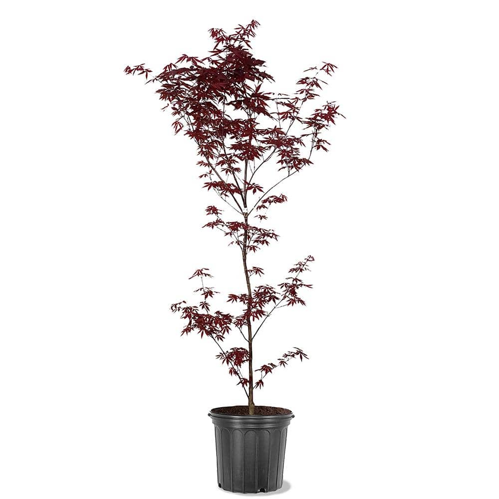 5 gal. Emperor I Japanese Red Maple Deciduous Tree - Hercitys