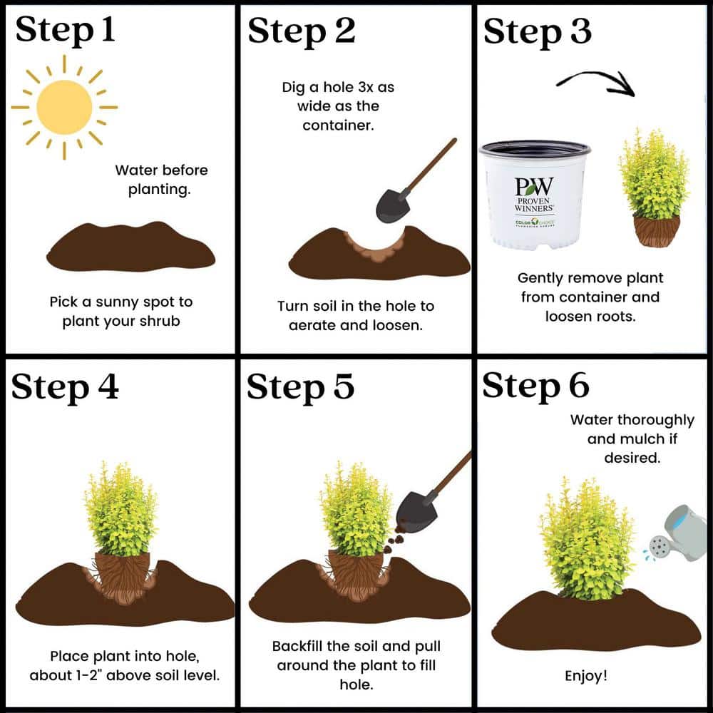 2 Gal. Sunjoy Gold Pillar Barberry Shrub with Vivid Gold Foliage - Hercitys