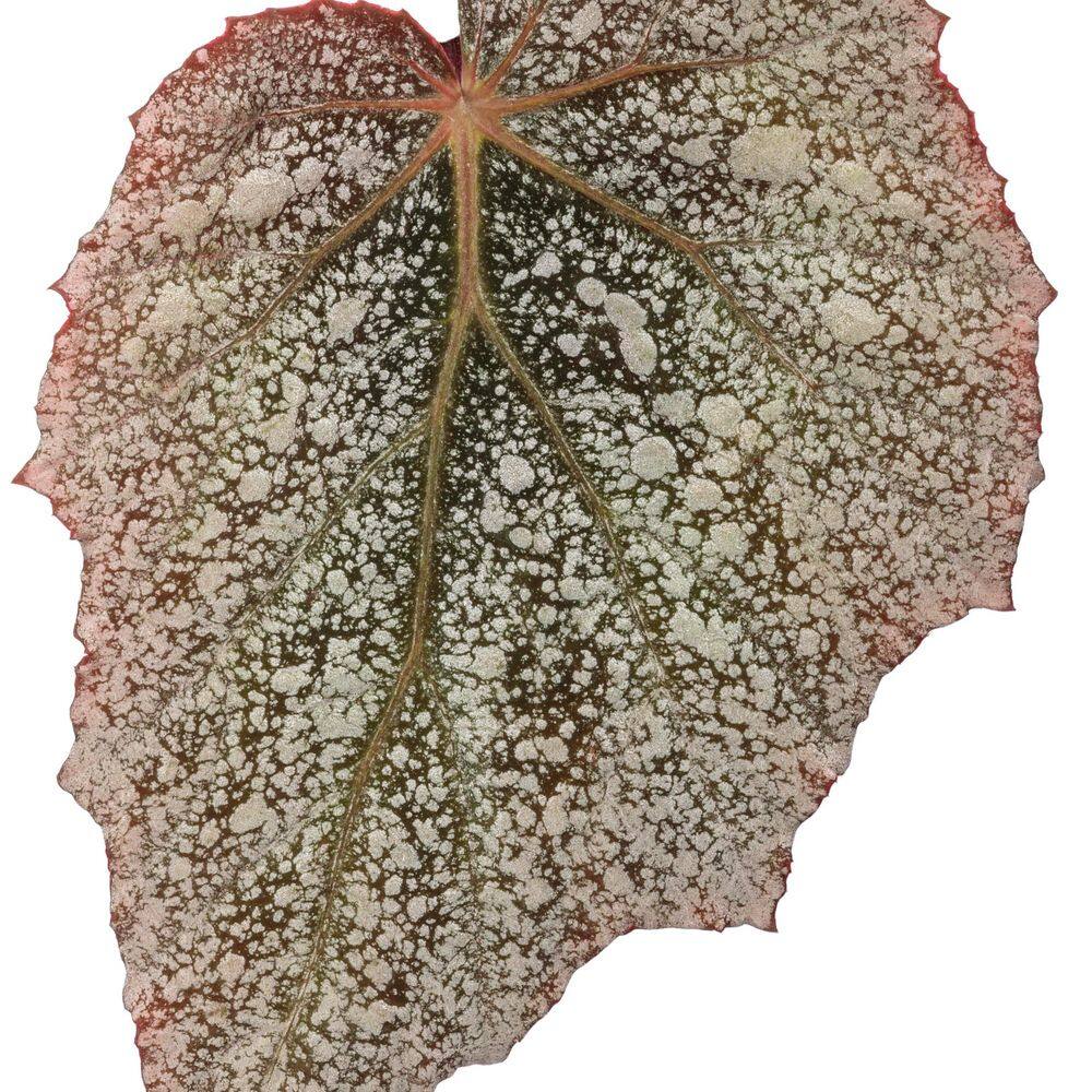 4.25 in. Eco+ Grande Space Age Triton Begonia (Begonia rex) Live Annual Plant with Silver and Green Foliage 4-Pack - Hercitys