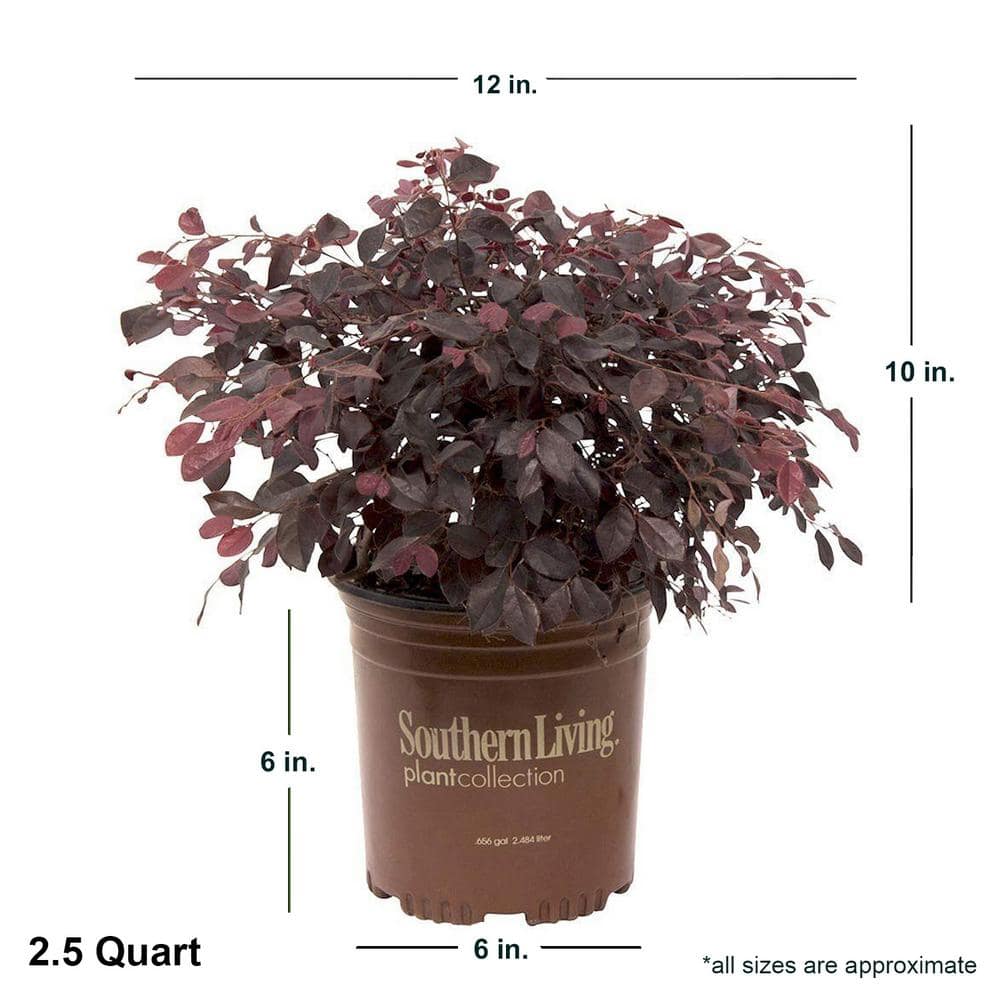 2.5 Qt. Purple Diamond Semi-Dwarf Loropetalum, Evergreen Shrub with Purple Foliage, Pink Ribbon Blooms - Hercitys