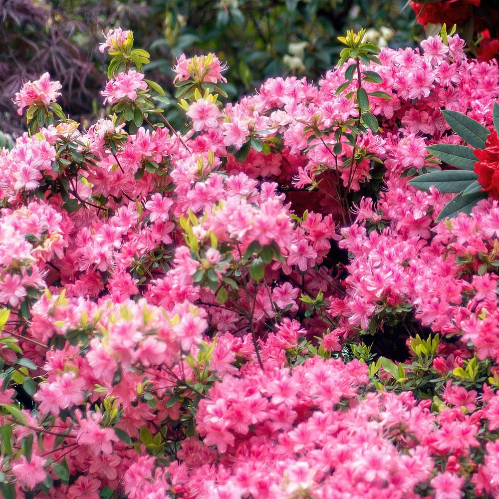 2.5 Quart Azalea ‘Pink Ruffle’ Flowering Shrub with Pink Flowers - Hercitys