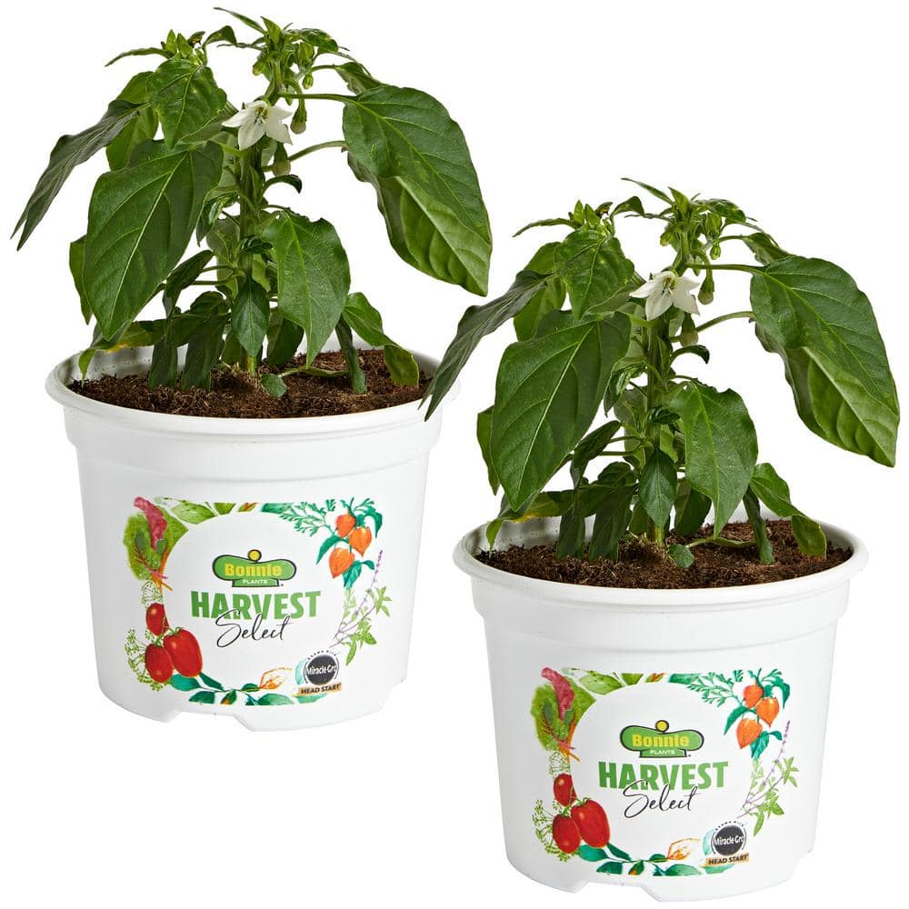 25 oz. Hot Burrito Pepper Plant (2-Pack) - Hercitys