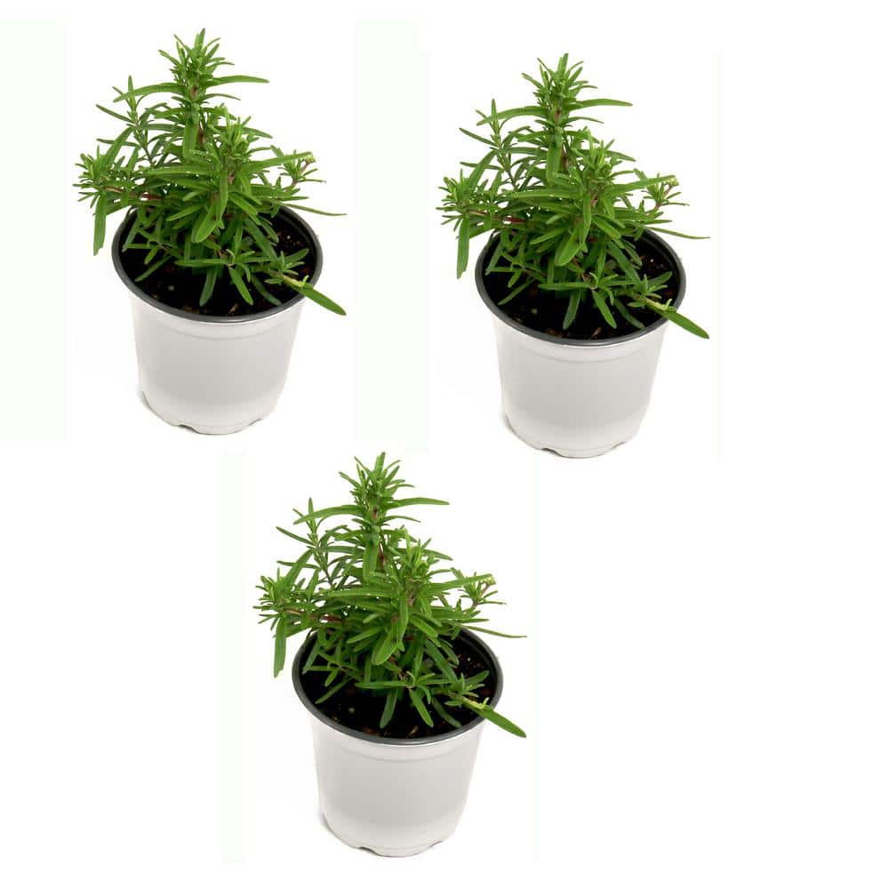 4 in. Rosemary Herb Plant with Lavender Blooms (3-Pack) - Hercitys