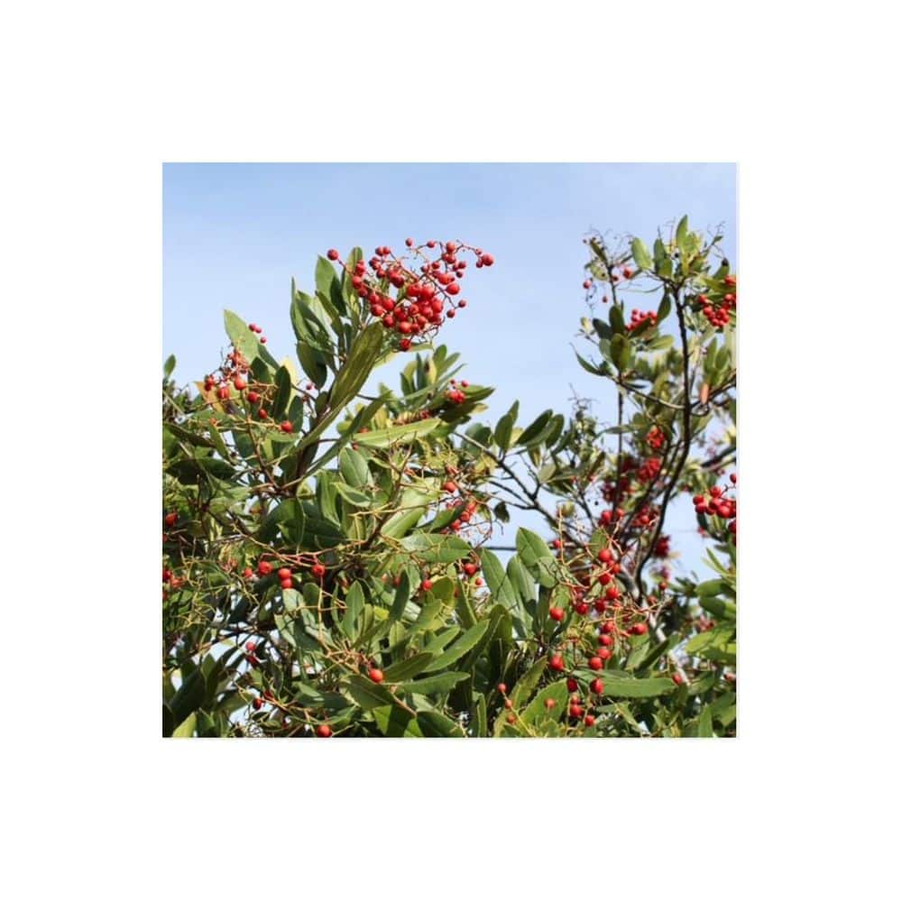 #5 Container-Toyon Heteromeles Arbutifolia Shrub Plant (2-Pack) - Hercitys