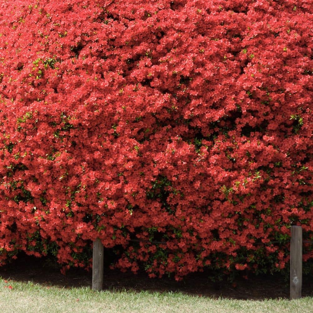 2.5 Quart Azalea ‘Fashion’ Flowering Shrub with Pink Flowers - Hercitys