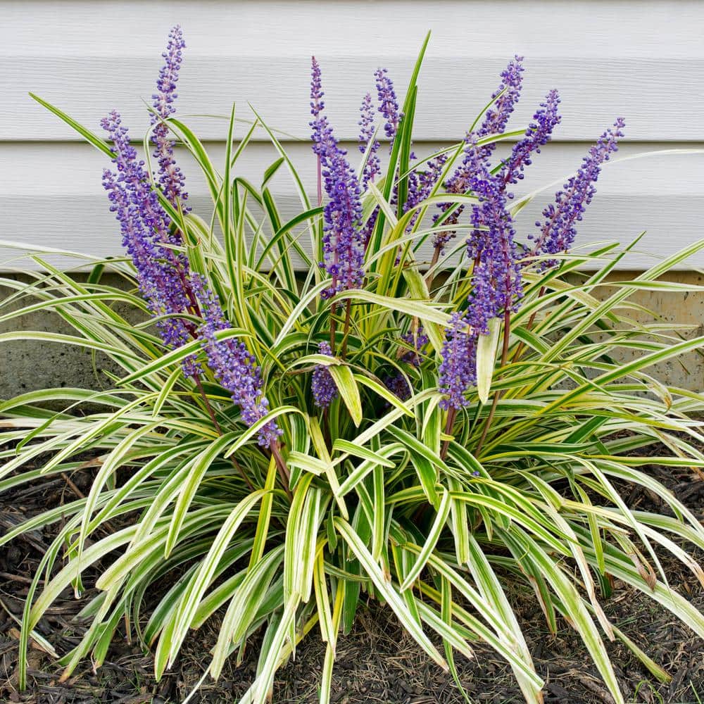 2.5 Qt. Variegated Liriope Plant with Purple Blooms - Hercitys