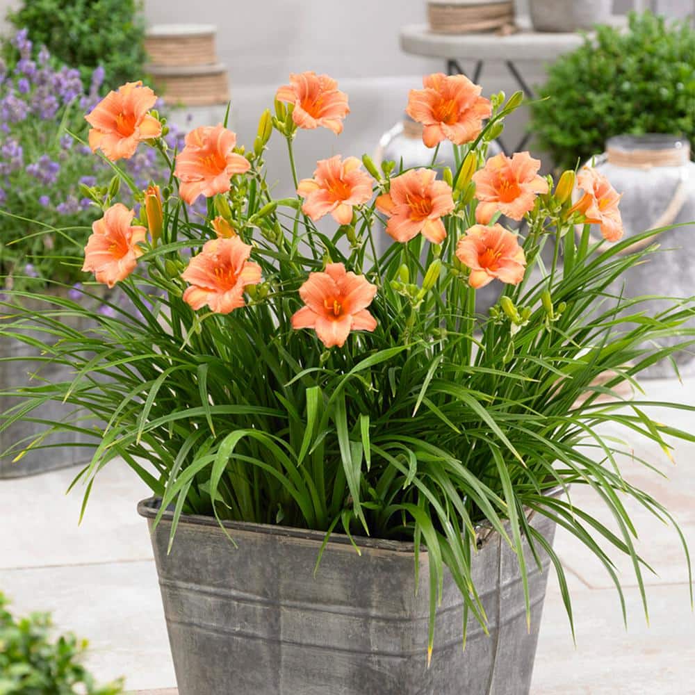 1-Year, EveryDaylily Pink Wing Daylily Flower Bulbs (Bag of 10) - Hercitys