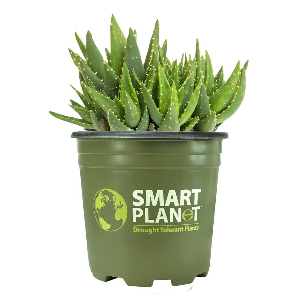 1 Gal. Aloe Nobilis – Single - Hercitys
