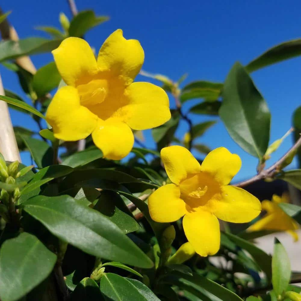 2.5 Qt. Carolina Jessamine Climbing Vine Plant with Yellow Fragrant Blooms - Hercitys