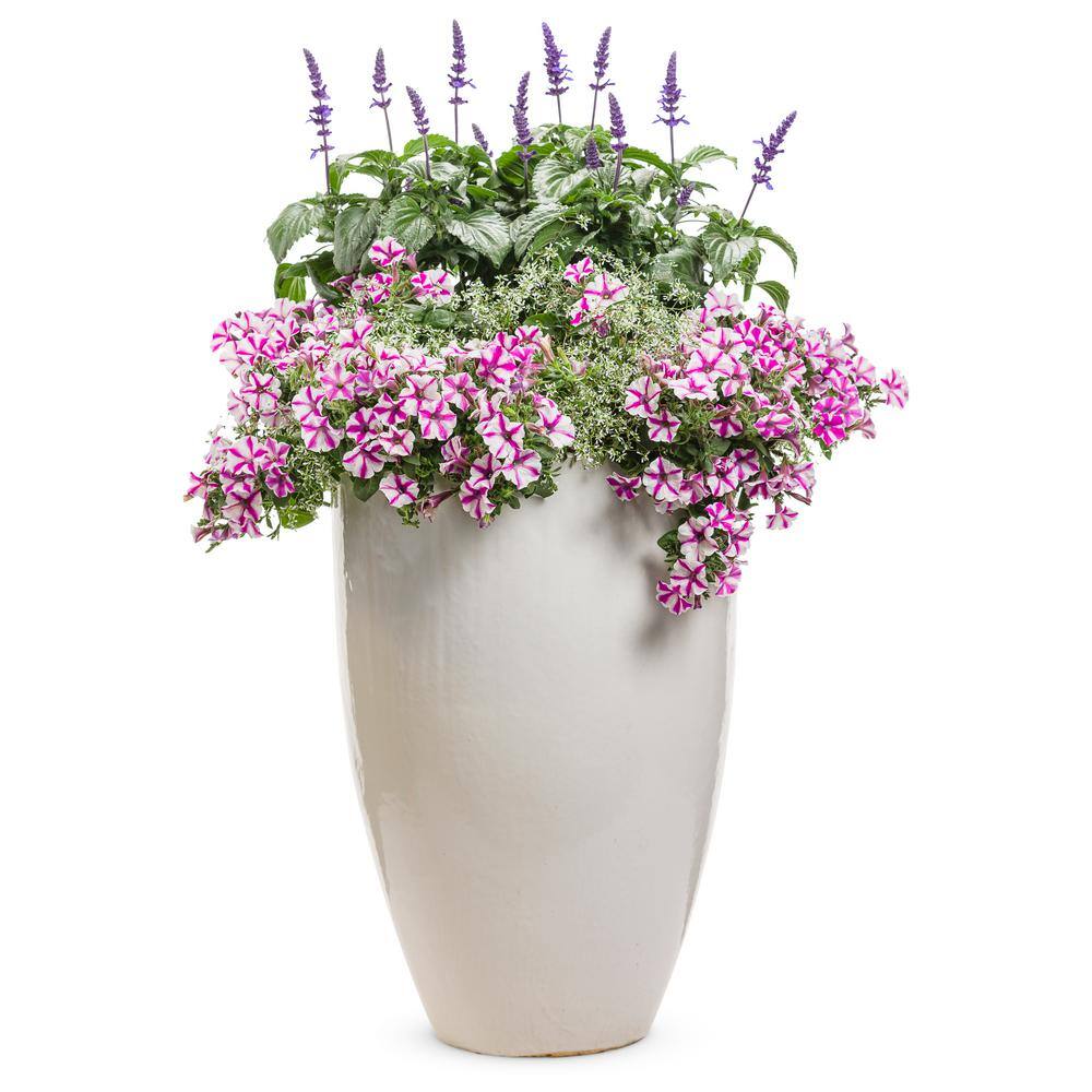 4.25 in. Eco+Grande Supertunia Lovie Dovie (Petunia) Live Plants, Pink and White Striped Flowers (4-Pack) - Hercitys