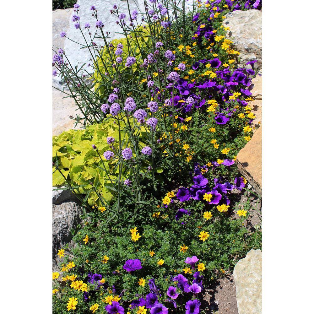 4.25 in. Eco+Grande Goldilocks Rocks (Bidens) Live Plant, Yellow Flowers (4-Pack) - Hercitys