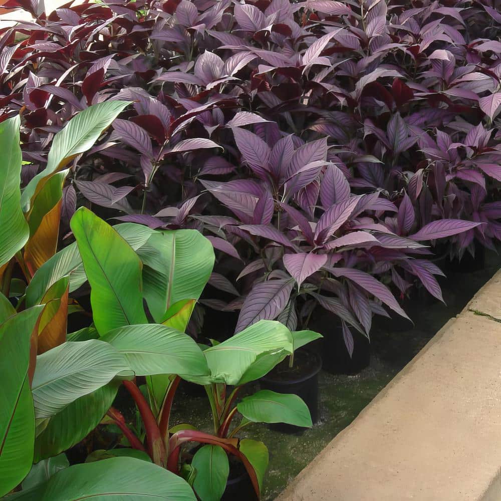 4 in. Persian Shield Purple Bloom Strobilanthes Plant (3-Piece) - Hercitys