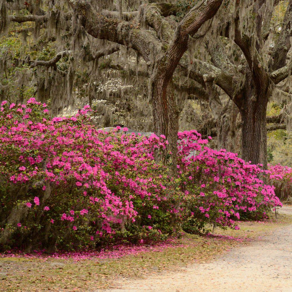 2.5 Quart Azalea ‘Pride of Mobile’ Flowering Shrub with Pink Flowers - Hercitys