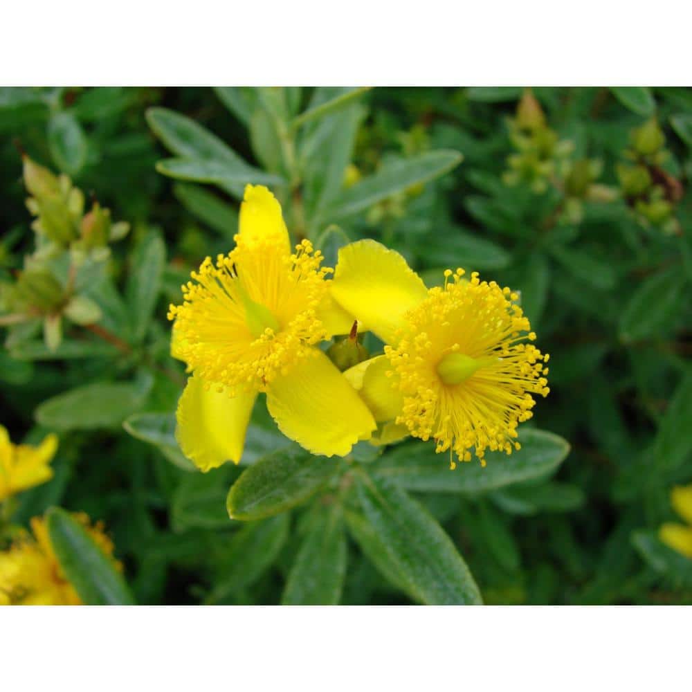 2 Gal. Cobalt-n-Gold St. Johns Wort (Hypericum) Live Shrub Blue-Silver Foliage with Sunny Yellow Flowers - Hercitys