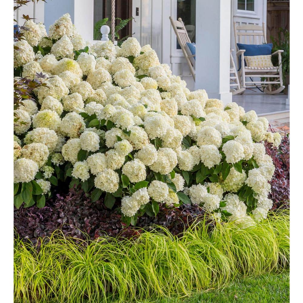 2 Gal. White Wedding Hydrangea Shrub with White Conical Blooms - Hercitys