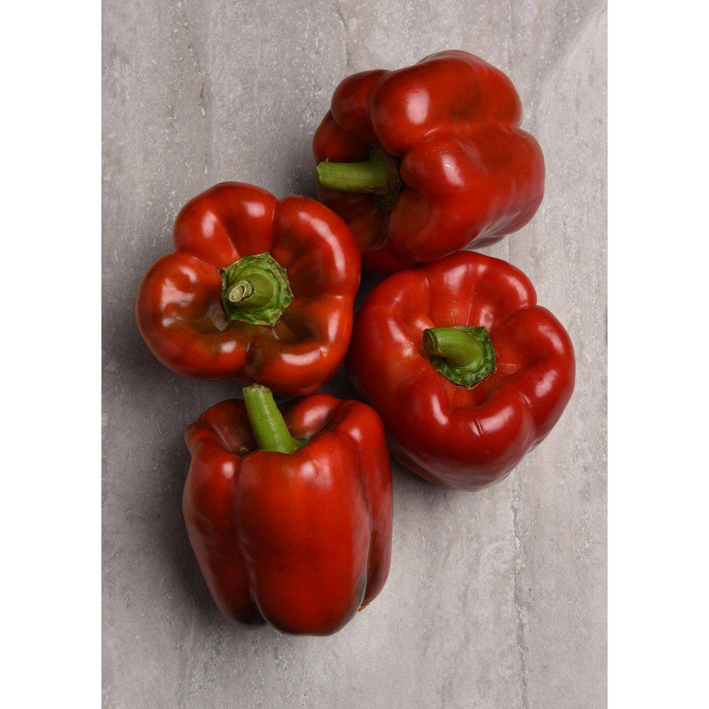 2 qt. Pepper Red Standard Green Edible Plant (3-Pack) - Hercitys