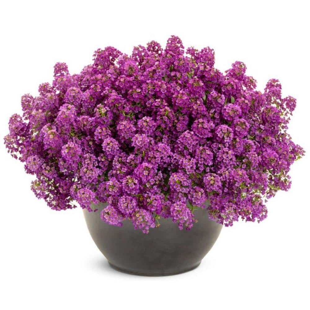 4.25 in. Eco+Grande, Violet Knight Sweet Alyssum (Lobularia), Live Plant, Purple Flowers (4-Pack) - Hercitys