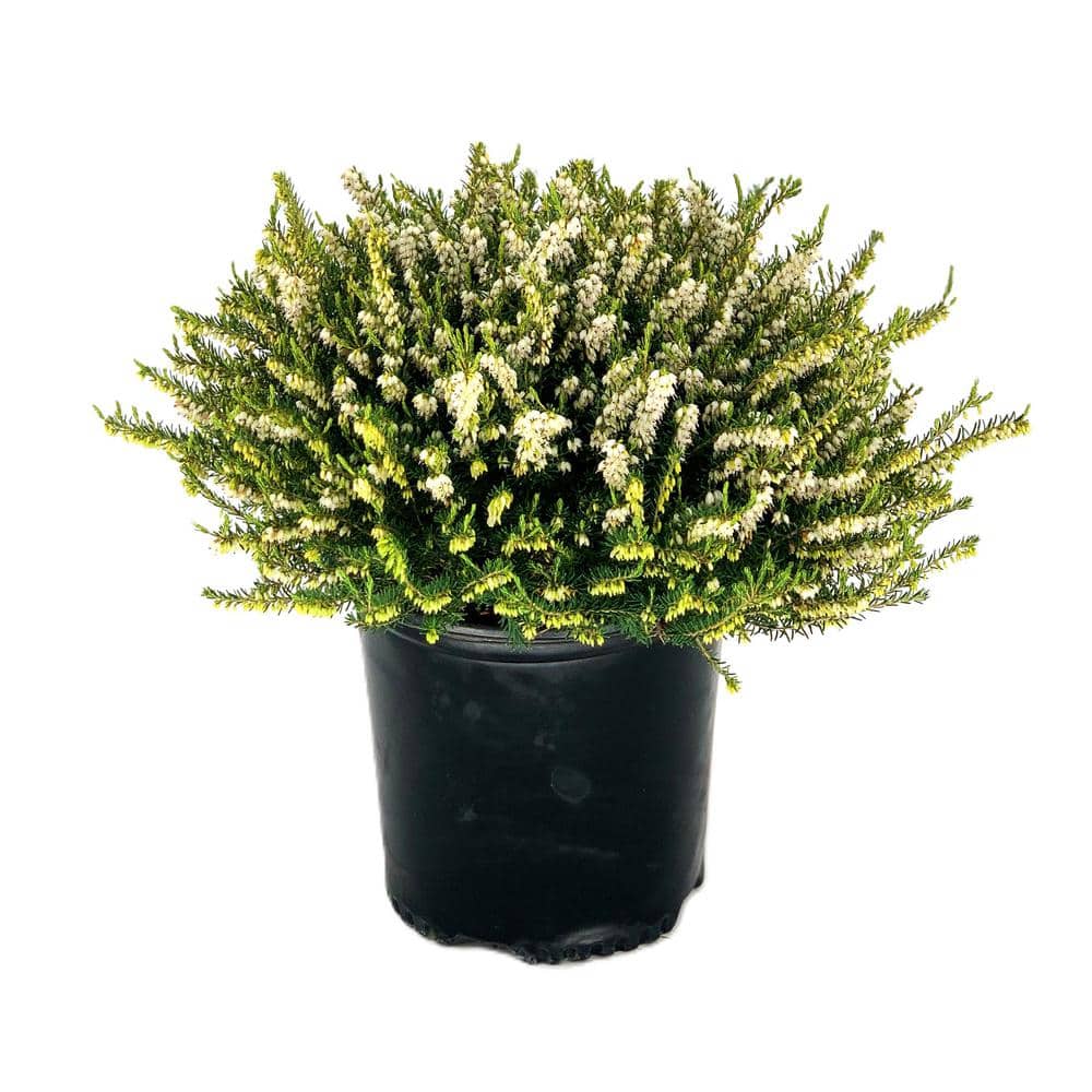 1.5 Gal. Mediterranean White Heather Live Shrub with White Flowers - Hercitys