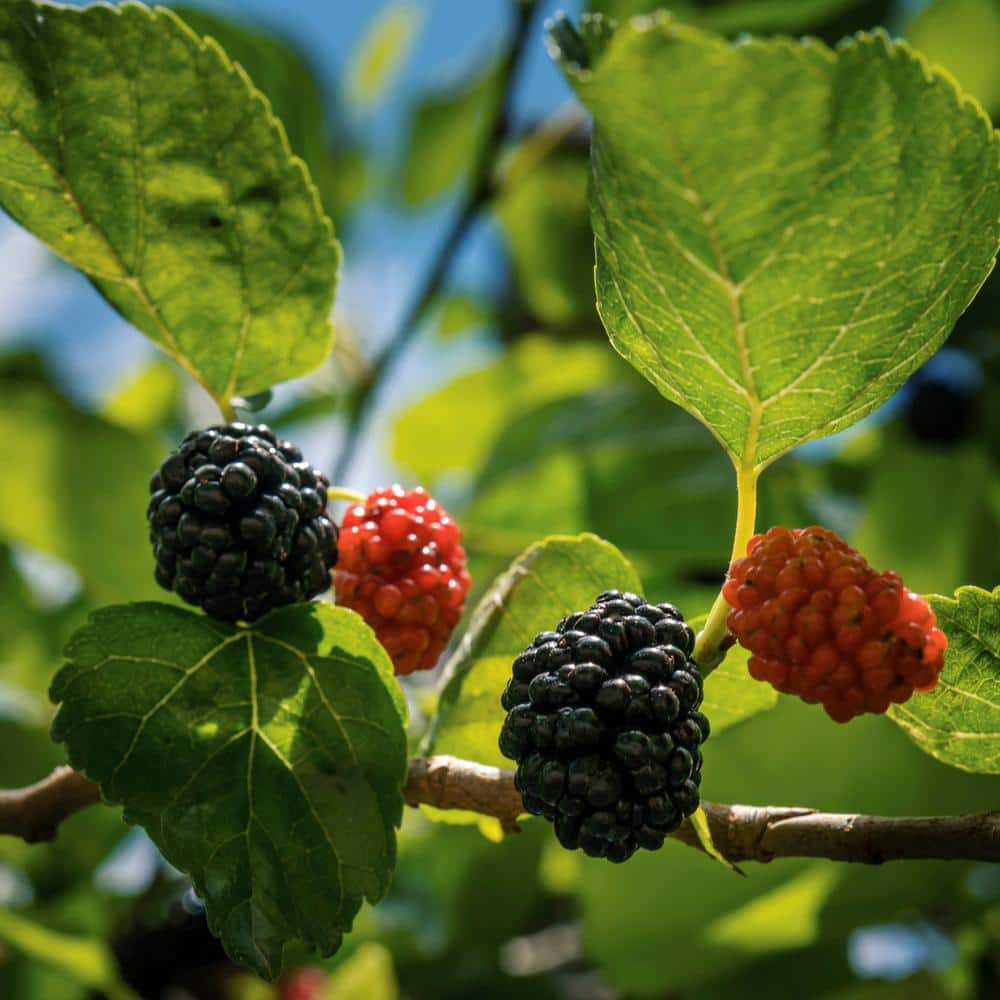 4 in. Dwarf Mulberry Mojo Plant (3-Pack) - Hercitys