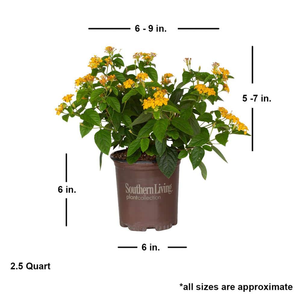 2.5 qt. Golden Yellow Pot of Gold Little Lucky Lantana, Live Perennial/Annual Plant with Reblooming Flowers - Hercitys