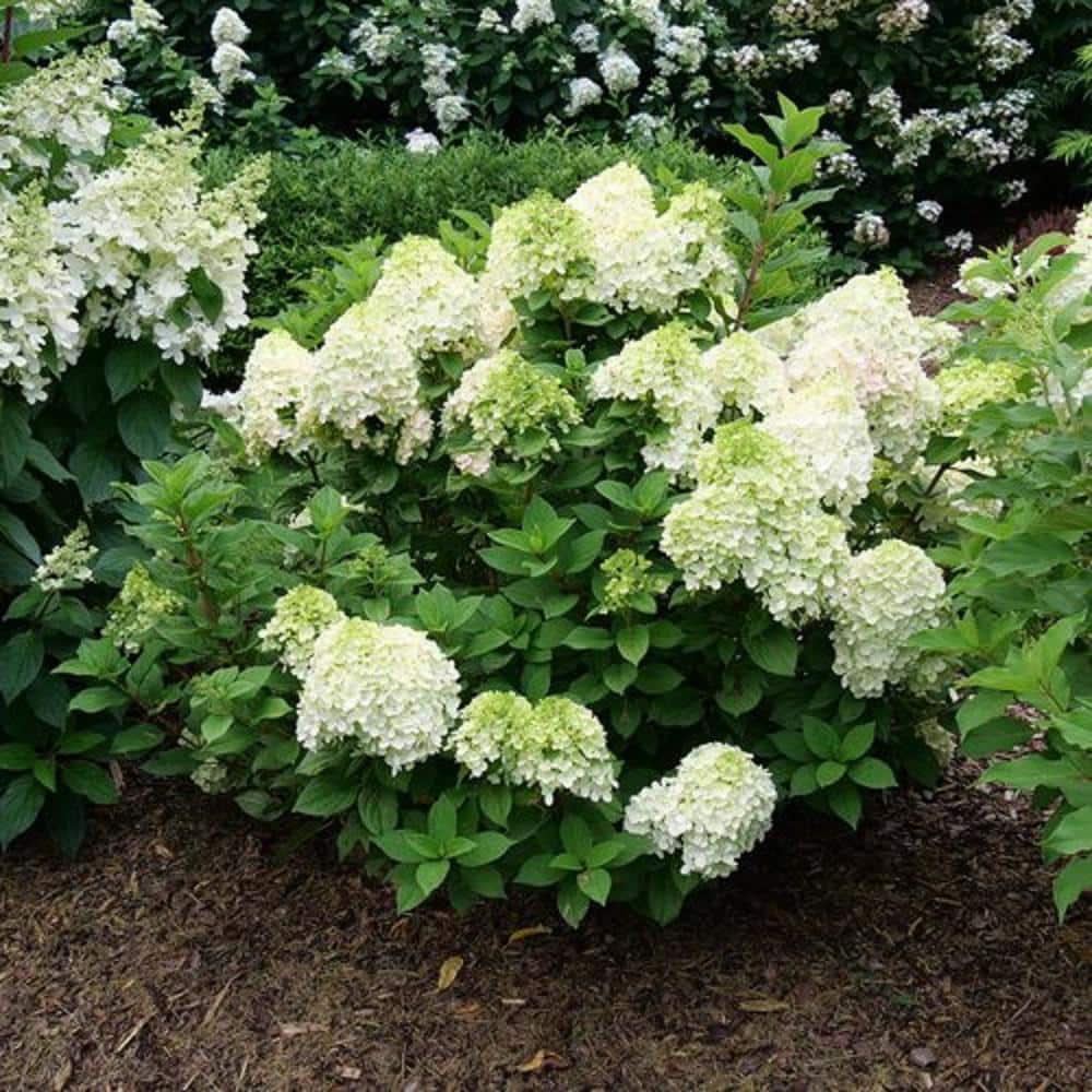 4.5 in. Quart Little Lime Punch Panicle Hydrangea (Paniculata) Live Plant, Shrub, Green, White and Pink Flowers - Hercitys