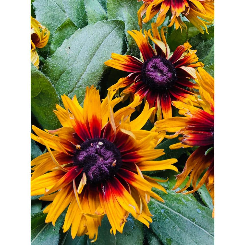 2.5 qt. Rudbeckia Plant Yellow in Grower’s Pot (2-Packs) - Hercitys